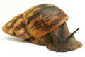 Archachatina marginata ssp. Cameroon 6 adult